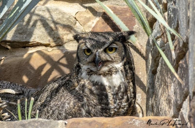 Athena Great Horned Owl 2025